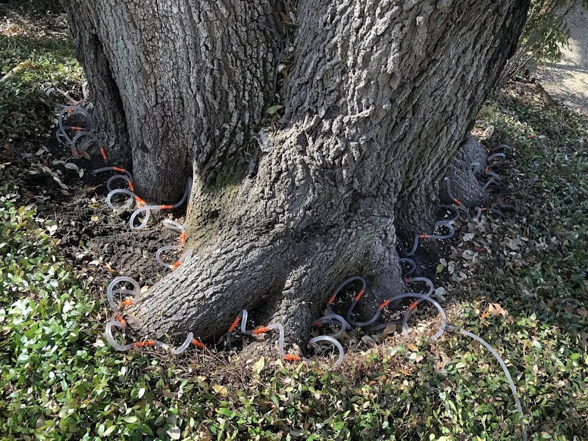Detailed Tree Cabling and Bracing job site in Myrtlewood