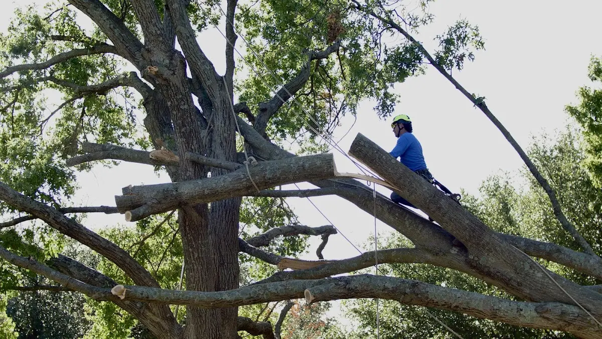 Professional Crown Thinning performed by certified arborists in Myrtlewood